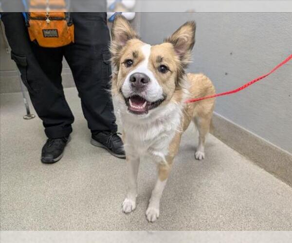 Medium Photo #1 Australian Shepherd-Unknown Mix Puppy For Sale in Las Vegas, NV, USA