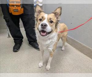 Australian Shepherd-Unknown Mix Dogs for adoption in Las Vegas, NV, USA