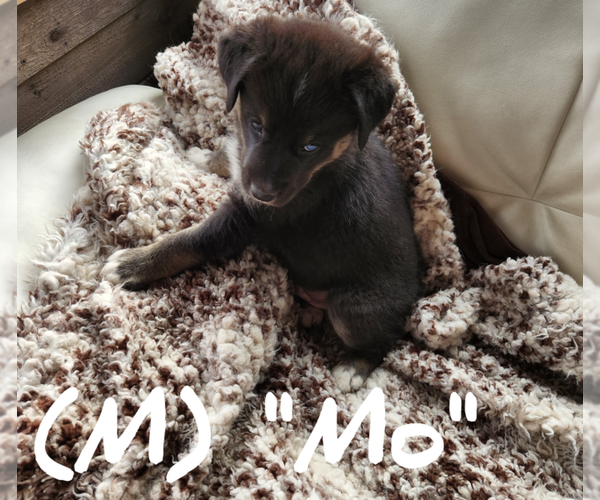 Medium Photo #2 Goberian Puppy For Sale in GUNNISON, CO, USA