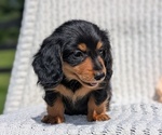Small Photo #22 Dachshund Puppy For Sale in GOSHEN, IN, USA