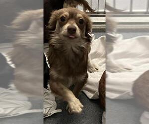 Chihuahua-Unknown Mix Dogs for adoption in San Antonio, TX, USA