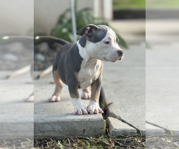 Medium Photo #15 American Bully Puppy For Sale in BAKERSFIELD, CA, USA