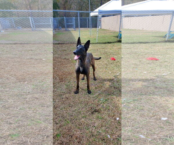 Medium Photo #1 Mutt Puppy For Sale in Stevens Point, WI, USA