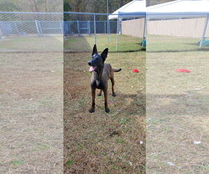 Mutt Dogs for adoption in Stevens Point, WI, USA