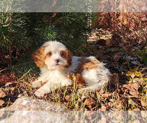 Medium Cavapoo (Miniature)-Poodle (Standard) Mix