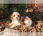 Puppy Saffron Cavapoo (Miniature)-Poodle (Standard) Mix