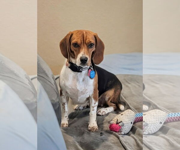 Medium Photo #2 Beagle Puppy For Sale in Tampa, FL, USA