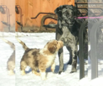 Small Photo #4 Sheprador Puppy For Sale in MILLVILLE, MN, USA