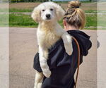 Small #3 Great Pyrenees