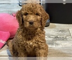 Small Photo #10 Goldendoodle Puppy For Sale in GIBSONTON, FL, USA
