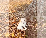 Small Photo #8 Goldendoodle Puppy For Sale in CEDAR HILL, TN, USA