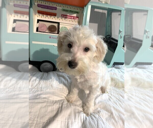 Medium Photo #1 Chonzer Puppy For Sale in MORENO VALLEY, CA, USA