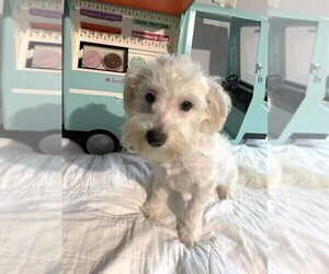 Chonzer Puppy for sale in MORENO VALLEY, CA, USA