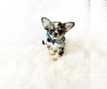 Small Photo #1 Chihuahua Puppy For Sale in SACRAMENTO, CA, USA