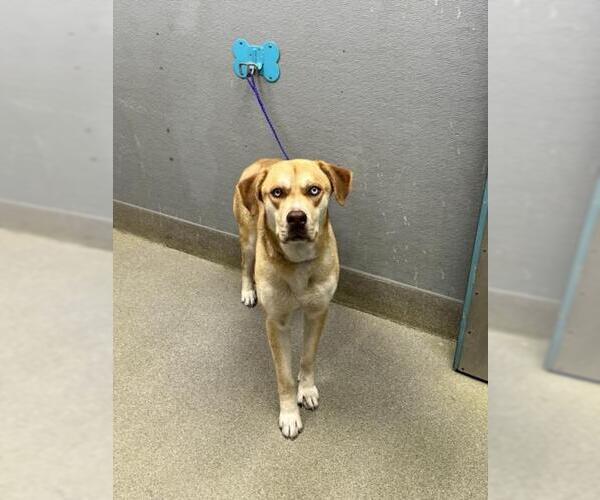 Medium Photo #1 Siberian Husky-Unknown Mix Puppy For Sale in Las Vegas, NV, USA