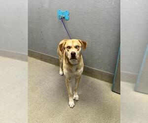 Siberian Husky-Unknown Mix Dogs for adoption in Las Vegas, NV, USA