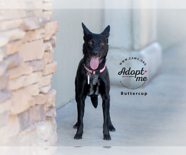 Medium Photo #1 Border Collie-Unknown Mix Puppy For Sale in Salt Lake City, UT, USA