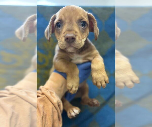 Medium Photo #10 Mutt Puppy For Sale in New York, NY, USA