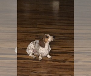 Father of the Dachshund puppies born on 12/04/2024