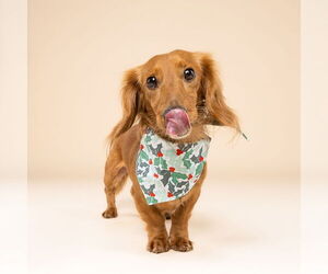 Dachshund Dogs for adoption in Fruitland, SC, USA
