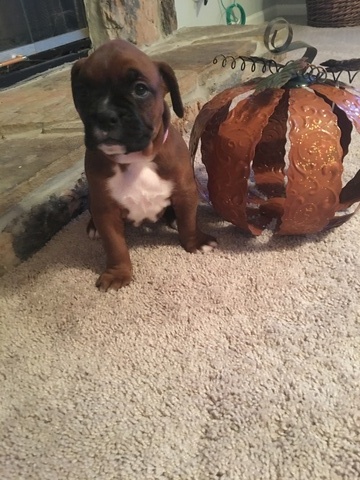 Medium Photo #1 Boxer Puppy For Sale in INDIANAPOLIS, IN, USA