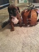 Small Photo #1 Boxer Puppy For Sale in INDIANAPOLIS, IN, USA