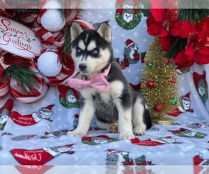 Siberian Husky Puppy for sale in LANCASTER, PA, USA