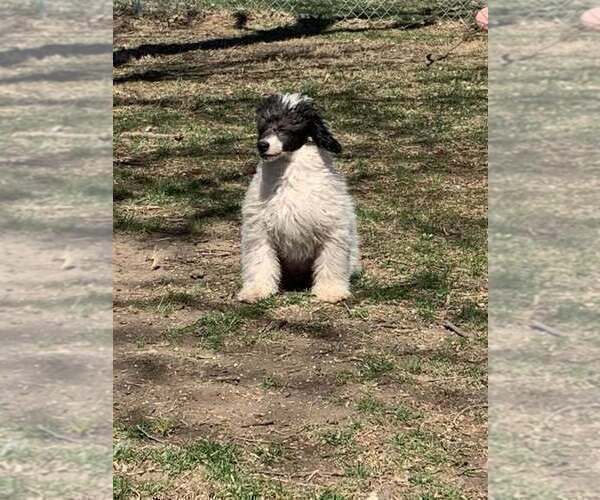 Medium Photo #2 Poodle (Miniature) Puppy For Sale in HADDAM, KS, USA