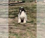 Small #1 Poodle (Miniature)
