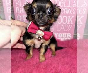 Chihuahua Puppy for Sale in TRACY, California USA