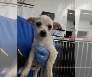 Chihuahua Dogs for adoption in San Bernardino, CA, USA