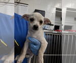 Small Chihuahua