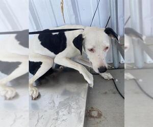 American Pit Bull Terrier Dogs for adoption in Bakersfield, CA, USA