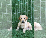 Small Photo #11 Labradoodle Puppy For Sale in CHICO, CA, USA