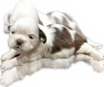 Small Photo #6 Shih Tzu Puppy For Sale in HAYWARD, CA, USA