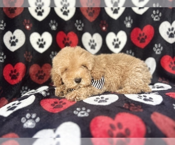 Medium Photo #8 Cock-A-Poo Puppy For Sale in LAKELAND, FL, USA