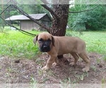 Small Photo #5 Cane Corso Puppy For Sale in HARLETON, TX, USA