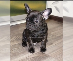French Bulldog Puppy for sale in KATY, TX, USA
