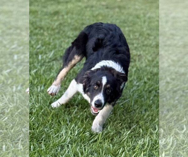 Medium Photo #9 Australian Shepherd Puppy For Sale in Valrico, FL, USA