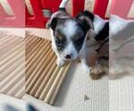 Small Photo #9 Chihuahua Puppy For Sale in CHARLESTON, AR, USA