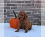Small Photo #5 Goldendoodle Puppy For Sale in GAP, PA, USA