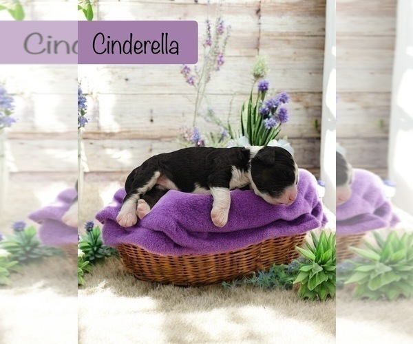 Medium Photo #8 Bernedoodle Puppy For Sale in MENIFEE, CA, USA