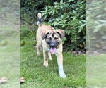 Small #3 Mutt