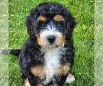 Small Photo #1 Bernedoodle Puppy For Sale in DALTON, OH, USA