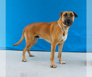 Retriever -Unknown Mix Dogs for adoption in Pasadena, CA, USA