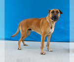 Small Retriever  Mix