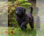 Small #3 Poodle (Standard)