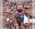 Small #6 Mutt