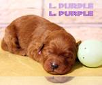 Small Photo #23 Goldendoodle Puppy For Sale in OAK LAWN, IL, USA