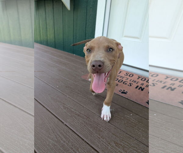 Medium Photo #5 Labrador Retriever-Unknown Mix Puppy For Sale in The Woodlands, TX, USA